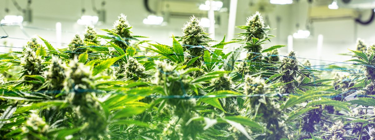 Cannassure Therapeutics Ltd., a subsidiary company of the Solbar Group, can start growing medical cannabis, indoors